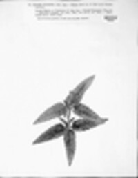 Podosphaera fuliginea image